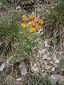 Euphorbia cyparissias