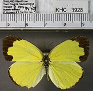 细斑黄粉蝶 Eurema lacteola