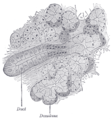 Section of submaxillary gland of kitten. Duct semidiagrammatic. X 200.