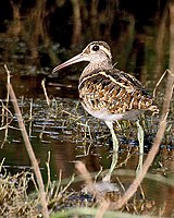 Greater Painted Snipe (male)