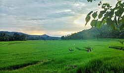 Rice field in the village of Baru in Sinjai