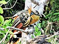 Hoatzin