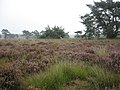 Heath of Kalmthout (in bloom)