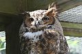 Great Horned Owl