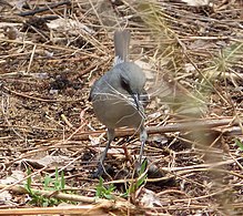 Collecting nesting material