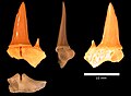 Carcharias cf. C holmdelensis tooth, Menuha Formation.
