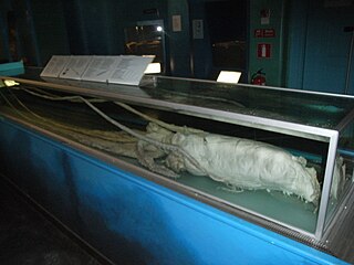 #381 (16/7/1997) Specimen from the North Sea on display at the Swedish Museum of Natural History in Stockholm