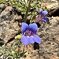 Flowers of Penstemon neotericus