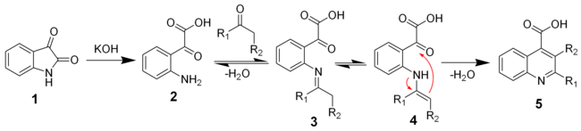 The mechanism of the Pfitzinger reaction