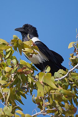 Pied crow (corvus albus) near Halali in Etosha, Namibia