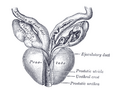 Vesiculæ seminales and ampullæ of ductus deferentes, seen from the front