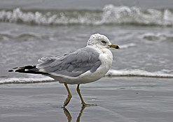 Ring-billed gull