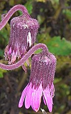 Senecio formosoides