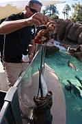 Sea Lion being fed by a guest.