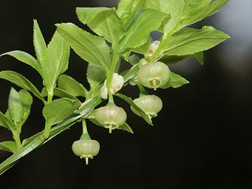 Flowers on inflorescens