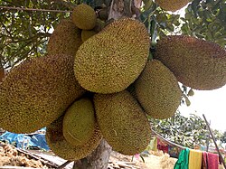 Jackfruit in Fulbari