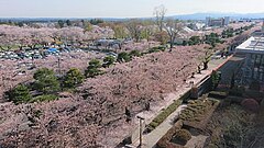 青森県十和田市・官庁街通りの桜并木の风景