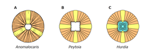 Oral cone of Peytoia nathorsti in comparison to Anomalocaris and Hurdia