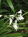 Allium triquetrum