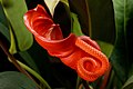 Anthurium scherzerianum inflorescence