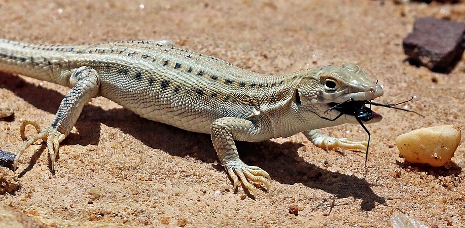 图为年幼的条纹趾蜥蜴（Acanthodactylus boskianus asper），摄于约旦的达纳生物圈保护区。约旦于1946年5月25日成功从英国独立。