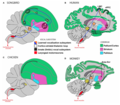 Regions of the brains of songbirds, humans, chickens, and monkeys proposed to serve similar functions.