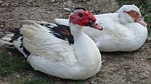 Muscovy ducks produce a richly-flavoured meat, and are kept as pets.