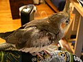 Cockatiel with a plucked shoulder, on Feather-plucking