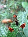 A "leaf-footed" coreid (Anisoscelis flavolineata) with typical expanded hind legs