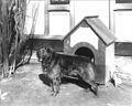 President Harrison's dog Dash with doghouse