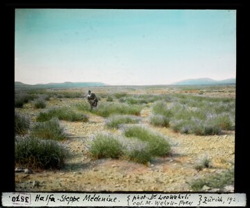 Steppe landscape near Médenine, Tunisia, part of the Mediterranean dry woodlands and steppe ecoregion.