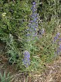 Echium vulgare