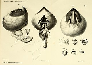 #16 (≤1860) Beak with associated buccal musculature, radula, and loose suckers of the type specimen of Loligo (later Architeuthis) hartingii, the provenance of which is unknown (Harting, 1860:pl. 1)