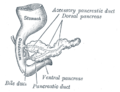 Pancreas of a human embryo at end of the sixth week.