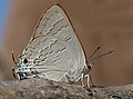 Deudorix isocrates in Bhuvanagiri, Andhra Pradesh, India