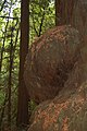 A burl the size of a refrigerator on the trunk of a coast redwood