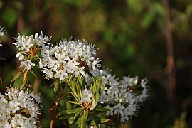 Ledum groenlandicum. — Lédon du Groenland. — Thé du Labrador, Thé velouté. — (Labrador Tea).