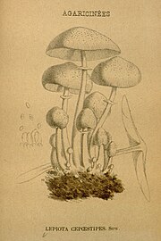 Claude-Casimir Gillet's illustration, 1874–1898