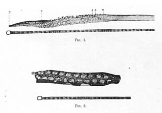 #109 (?/12/1933) Tentacular club (fig. 1) and basal portion of the arm (fig. 2) of the Dildo specimen, from Frost (1934:114 & pl. 2)