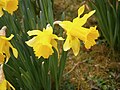 Narcissus hispanicus close-up