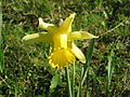 Narcissus pseudonarcissus subsp. pseudonarcissus close-up