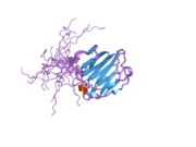 1x50: Solution structure of the C-terminal gal-bind lectin domain from human galectin-4