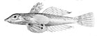 Paradiplogrammus corallinus