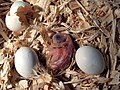 Two eggs and a newly hatched chick