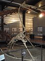 Quetzalcoatlus 1.JPG