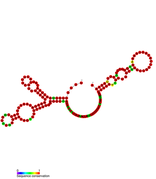 Listeria snRNA rli49: Predicted secondary structure taken from the Rfam database. Family RF01488.