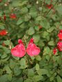 Salvia microphylla