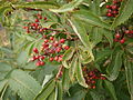 Sambucus racemosa fruits