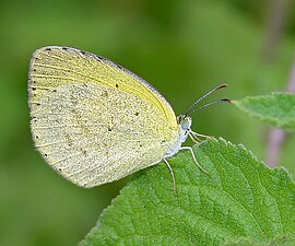 Ventral view