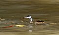 Male. Note that his bill has turned beige-white out of breeding season